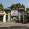 Uhvaćena odbegla zebra u Beogradu: Pobegla iz zoo vrta i povredila oca i njegovu ćerku (2)