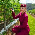Na plantaži borovnice Ivane Stojković: Stjuardesa avion zamenila traktorom