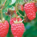 Uredba o vanrendnoj meri podrške za skladištenje roda maline stupila danas na snagu