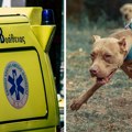 Albanac ostavio dete samo sa pitbulom, pa završio iza rešetaka: Tragedija na poznatom grčkom ostrvu