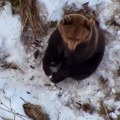 Medved primećen u Severnoj Makedoniji, stanovnici upozoreni na oprez