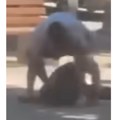 Ovima što su se tukli pa pucali preti do 12 godina zatvora, tužilaštvo naložilo mere