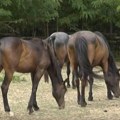 Muškarac optužen za prebijanje i zlostavljanje konja, PREBIO GA ČEKIĆEM