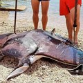 Morska zver ulovljena u Crnoj Gori, jedna od najvećih u okeanima: Ribari je izvukli iz dubine, pa se žestoko pokajali