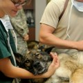 Sve više pasa u veterinarskim ambulantama zbog jedne biljke