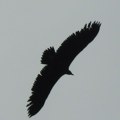 Ogromna crna ptica pojavila se iznad Srbije - posle pola veka