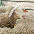 Pirotska ovca dovedena na rub nestanka: "Pramenka" od koje se pravi čuveni pirotski ćilim i sir pred izumiranjem: Od nekoliko…
