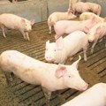 Nema naznaka da će bitnije pasti cena svinjetine