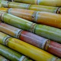 Očekuje se slabija žetva brazilske šećerne trske