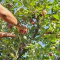 Cene sezonskog voća „lete u nebo“: Teška godina i za voćare i za potrošače