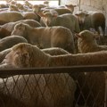 U Farkaždinu ovčarstvo kao porodičan posao