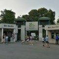 Zebra koja je pobegla iz Beogradskog zoološkog vrta povredila troje