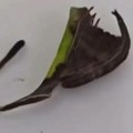 Mislili su da je običan osušen list, a onda je počelo da se pomera: Ljudi širom sveta prestravljeni zbog ovog bića (video)