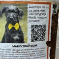 (Foto): Čudan oglas sa kucom i QR kodom izlepljen po banderama na ulicama Beograda: Kada skenirate, otvara se ovo