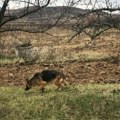 Apel vatrogasaca da se ne pali nisko rastinje i trava na otvorenom prostoru