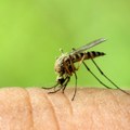 Pčelari oprez: Tretman suzbijanja komaraca 29. juna