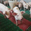 U Srbiji eutanazirano 19.740 zaraženih svinja; Inspekcija krenula u kontrolu pečenjara