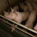 U Srbiji od početka epidemije afričke kuge eutanazirano više od 78.000 svinja