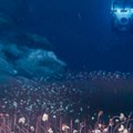 Kineski naučnici se spustili na dno Pacifika i ostali zapanjeni – život buja i na 10 kilometara dubine