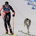 Nazgul zaslužio olimpijsku slavu: Pas nalik vuku presreo Tenu Hadžić na stazi tokom trke u nordijskom skijanju