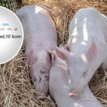 "Poklanjam 10 prasića do 30 kilograma": Ponuda na Fejsbuku digla buru, ljudi se posvađali u komentarima