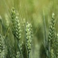 Pšenica između rekordnih zaliha i ratne krize: Koju cenu da očekujemo u narednim mesecima?
