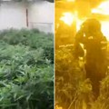Policija uletela u hostel, pohapsila srpsku bandu! Otkrili plantažu marihuane, evo gde je pronađen bunker! (video)
