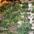 Otkrivena laboratorija za uzgoj marihuane, pronađeno više od 100 stabljika kanabisa