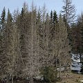 Potkornjak brsti jele: Šume na severu Crne Gore nestaju pod najezdom štetočine