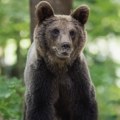 Serija napada medveda na ljude na severu Japana