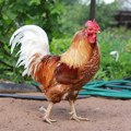 Британка добила опомену јер њен петао кукуриче прегласно