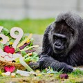VIDEO: Najstarija gorila u zatočeništvu proslavila 69. rođendan, dobila gozbu od povrća