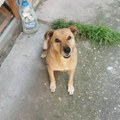 Su traži svoju porodicu i dom – Ne kupuj, udomi za ljubav
