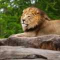 Lav ubio lavicu: Užas u Zagrebačkom zoološkom vrtu