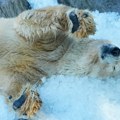 Toplotni talas u Češkoj: Praški zoološki vrt koristi tone leda za rashlađivanje polarnih medveda i drugih životinja