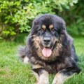 Trener pasa otkrio tri rase koje ne preporučuje većini ljudi: Jednu opisuje kao "borbeni tenk"