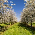 EU odložila zabranu herbicida glifosata za još deset godina