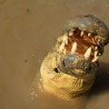 Nova drama nakon istorijskih poplava: Krokodili pobegli iz prirodnih staništa vlasti upozoravaju da zveri mogu biti bilo gde