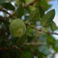 Voće koje ima više vitamina C od agruma