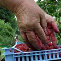 Prava i obaveze sezonskih radnika: Radno vreme ne sme biti duže od 12 sati dnevno