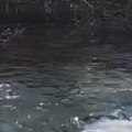 Gest vredan svakog poštovanja! Nišlija ugledao psa da se davi u Nišavi pa odmah uskočio u reku - ubrzo je nastala scena koja…