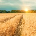 Србија пред новим проблемом: Сетва пшенице каснила, ево какве су последице
