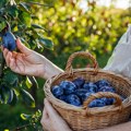 Od njive do sertifikata: Kako izgleda prelazak na organsku proizvodnju?