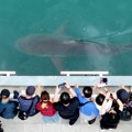 Ajkula "Bukangi" vraćena u more kod Južne Koreje iz trećeg pokušaja