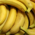 Češka policija pronašla skoro 650 kilograma kokaina u tovaru banana