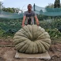 Najteža ludaja koju je proizveo Radovan Zakić težila je 444 kilograma!
