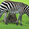 VMA: Osobe koje je povredila zebra otpuštene kući