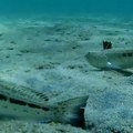 Srpski turisti usnimili otrovne ribe na gradskoj plaži! Šok u Neos Marmarasu (video)