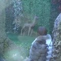 Ogroman peh produkcije! Isplivao snimak gde se čuo pravi glas Drveta mudrosti, zadrugarka iskolačila oči od šoka (video)