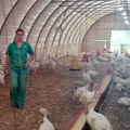 Ćuretina se vraća na velika vrata! Porodica Vračar iz temerina već 25 godina tovi ćurke: Evo kakve delikatese prave i da li se…